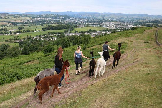 Wreay Syke Alpacas