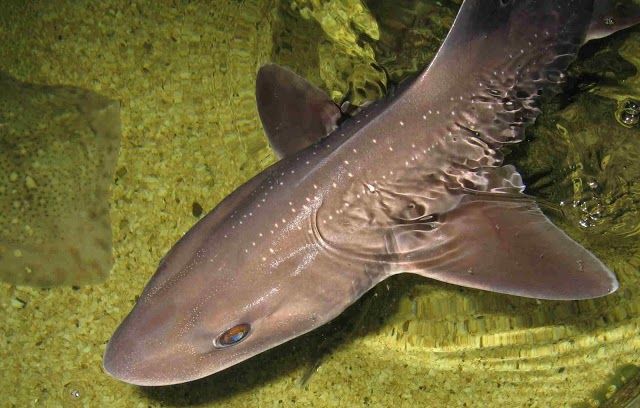 Lake District Coast Aquarium