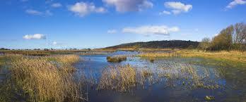 RSPB Leighton Moss